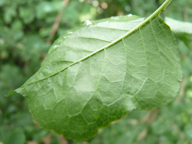 Face inférieure des feuilles. Agrandir dans une nouvelle fenêtre (ou onglet)